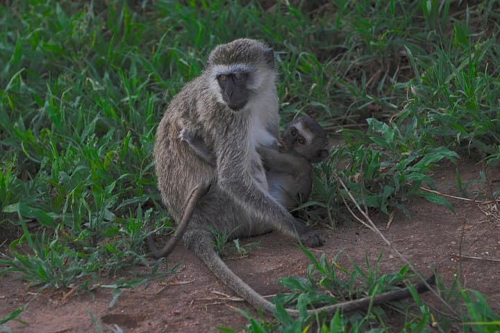 Comfort Safari: 3-Day Ngorongoro, Tarangire & Lake Manyara Adventure photo 3