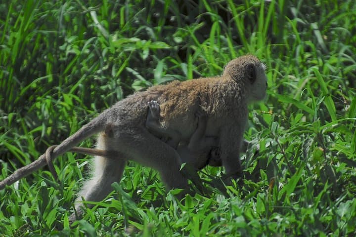 Comfort Safari: 3-Day Ngorongoro, Tarangire & Lake Manyara Adventure photo 4