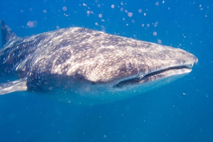 Cape Town Divers Experience: Cage & Scuba with Seals, Sevengills and Great Whites photo 5