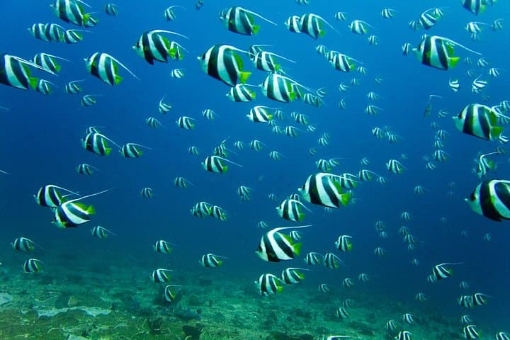 Cape Town Divers Experience: Cage & Scuba with Seals, Sevengills and Great Whites photo 6