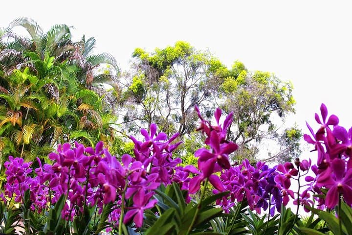 KL Lake Gardens Tour: Orchid, Bird & Butterfly Parks — Private Half-Day Experience photo 2