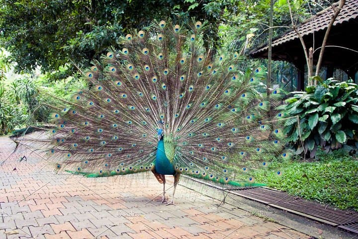 KL Lake Gardens Tour: Orchid, Bird & Butterfly Parks — Private Half-Day Experience photo 3
