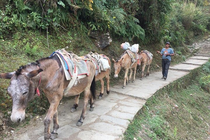 4-Day Poon Hill Trek: Sunrise Views & Annapurna Foothills Adventure photo 2