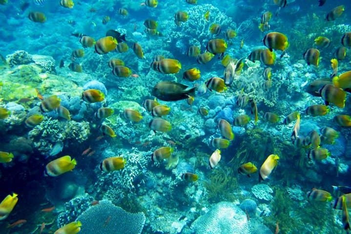 Nusa Penida Snorkeling with Manta: Four-Point Marine Adventure from Sanur photo 2