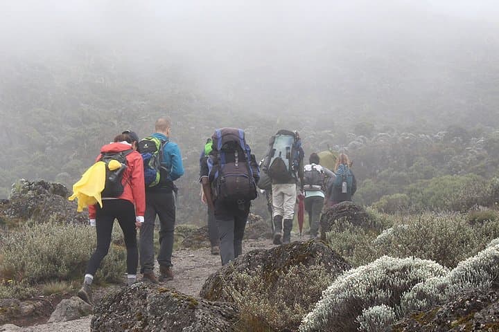 Kilimanjaro Lemosho Route: 8-Day Summit Push to Uhuru Peak