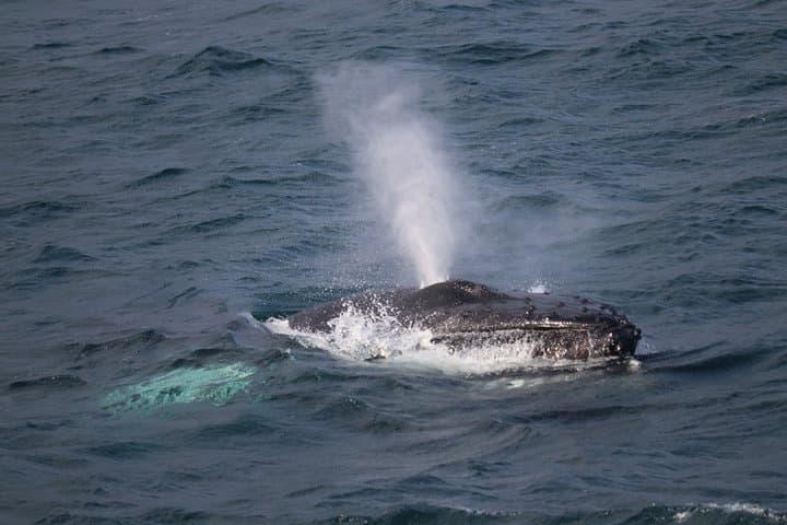 Whale Watching from Reykjavik: Faxaflói Bay Cruises & Sightings Guide photo 5