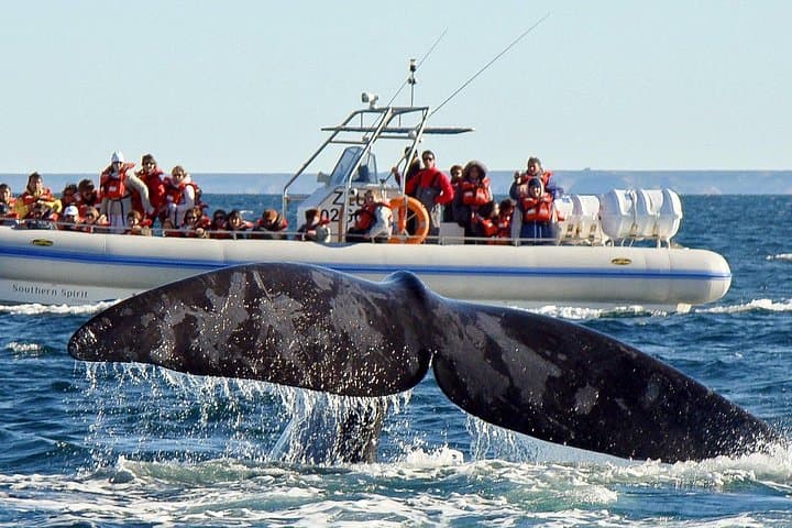 Peninsula Valdés in 4 Days: Whales, Penguins & Sea Lions Wildlife Tour