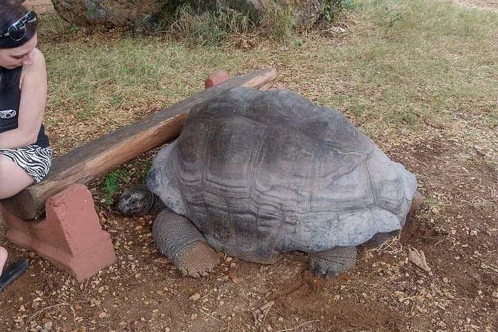 Haller Park Animal Feeding Tour — Hippos, Giraffes & Wildlife Near Mombasa