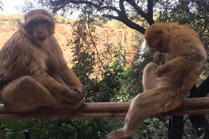 Full-Day Ouzoud Waterfalls Tour from Marrakech — Swim, Boat & Meet the Monkeys photo 2