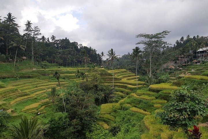 Ubud One-Day Tour: Tegenungan Waterfall, Tegalalang Rice Terraces & Tirta Empul photo 2