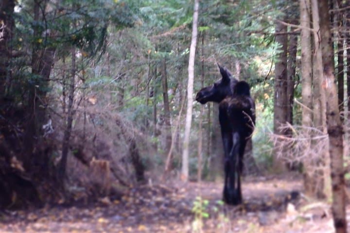 All-Inclusive 3-Day Algonquin Guided Camping Tour | Canoe, Hike & Stargaze photo 3