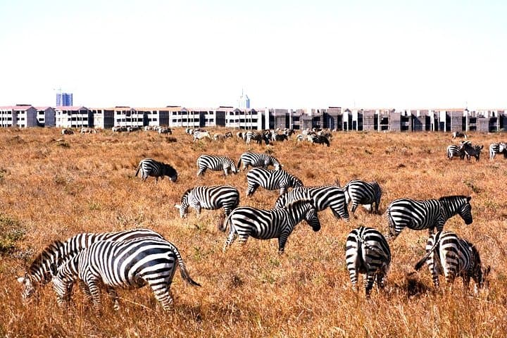 Wildlife and Feast: Exploring Nairobi National Park with Carnivore Restaurant Experience photo 4