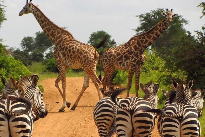Wildlife and Feast: Exploring Nairobi National Park with Carnivore Restaurant Experience photo 2