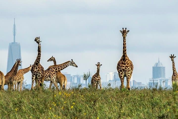 Exploring Nairobi National Park: A Unique Game Drive Just Outside Kenya’s Capital photo 3