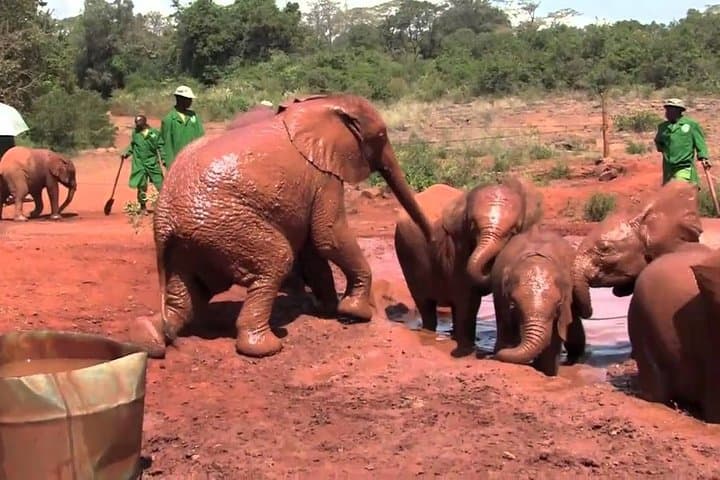 Nairobi David Sheldrick Elephant Orphanage and Giraffe Center Guided Day Tour photo 2