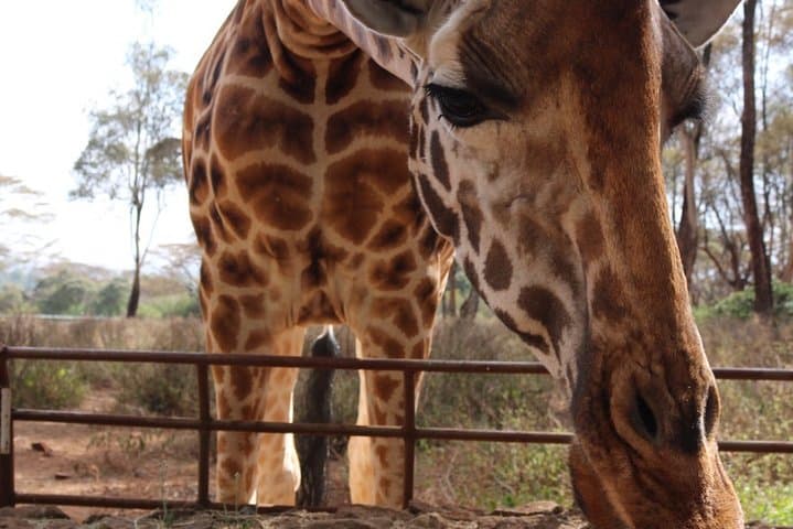 Nairobi David Sheldrick Elephant Orphanage and Giraffe Center Guided Day Tour photo 4