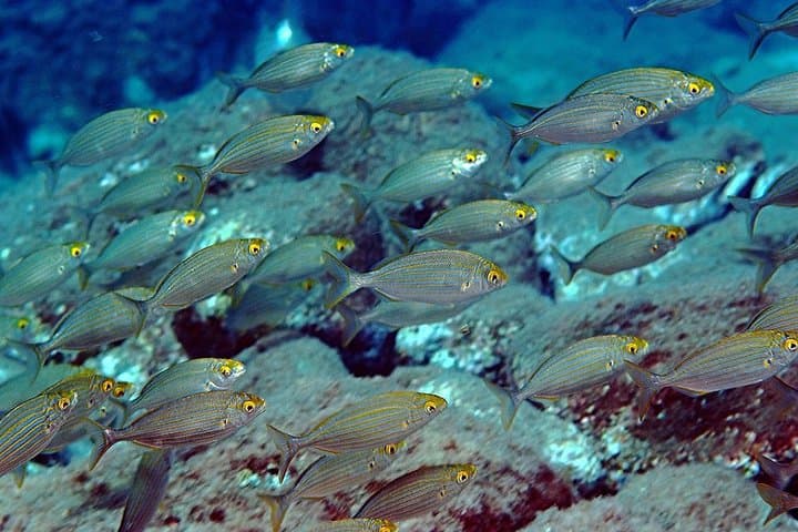 PADI 5-Star Dive Day at Isola Bella: Scuba Trips from Taormina
