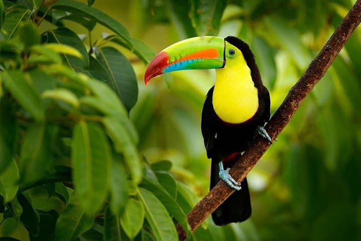 Costa Rica Pura Vida: 6-Day Nature & Adventure Package from San José photo 3