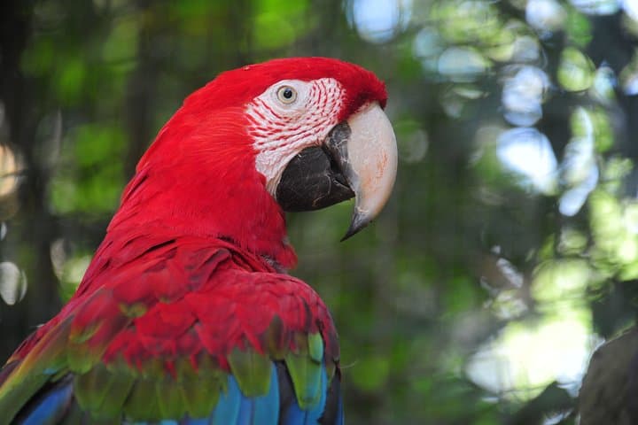 Bird Park Tour at Iguaçu Falls — Atlantic Forest Bird Conservation Experience photo 3