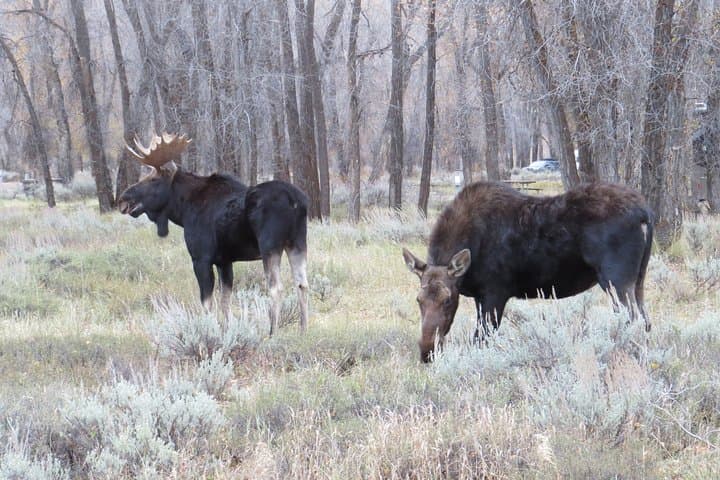 Grand Teton Sunrise Wildlife Tour from Jackson Hole photo 6
