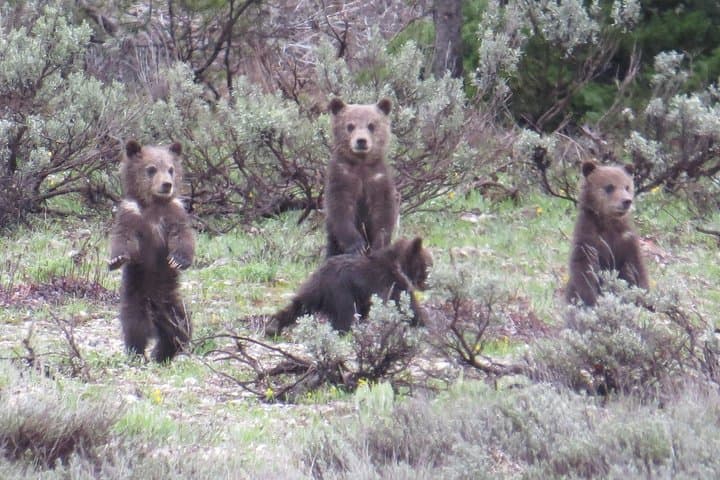 Grand Teton Sunrise Wildlife Tour from Jackson Hole photo 2