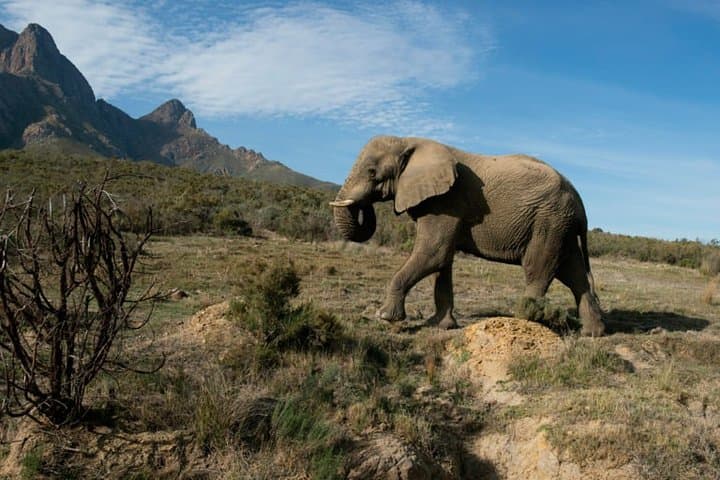 5-Day Garden Route & Addo Elephant Adventure from Cape Town — Knysna, Tsitsikamma & Cango Caves photo 3