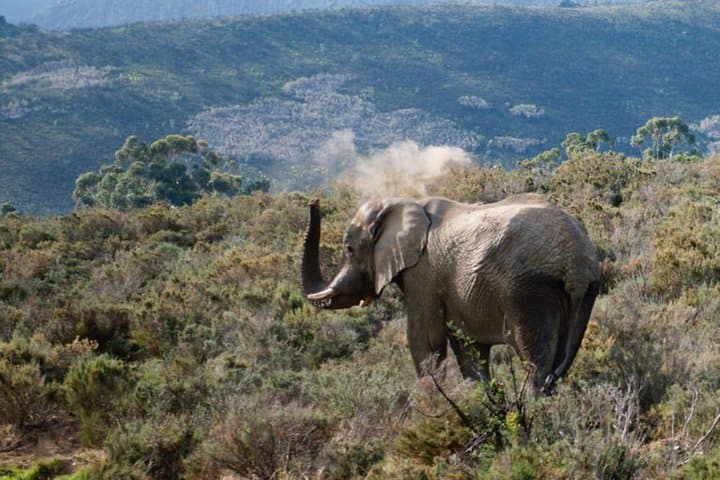 5-Day Garden Route & Addo Elephant Adventure from Cape Town — Knysna, Tsitsikamma & Cango Caves photo 2