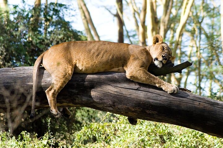 3-Day Lake Nakuru & Hell's Gate Adventure — Flamingos, Rhinos and Rift Valley Rides photo 3