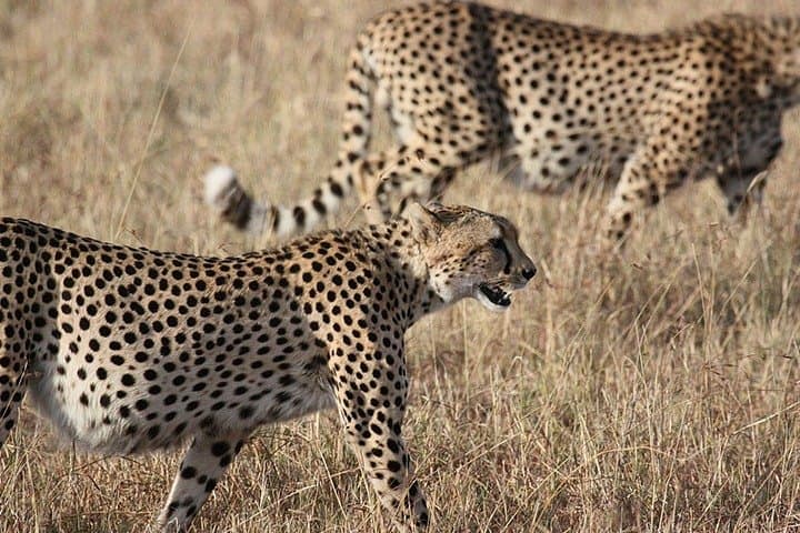 3-Day Lake Nakuru & Hell's Gate Adventure — Flamingos, Rhinos and Rift Valley Rides photo 4
