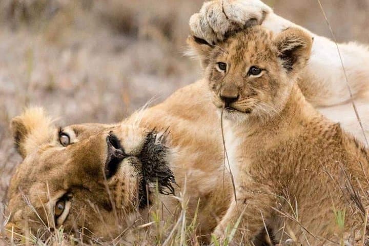 Private Day Safari to Tarangire National Park — Elephants, Baobabs & Game Drives photo 3