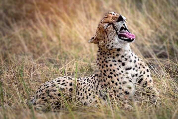 Private Day Safari to Tarangire National Park — Elephants, Baobabs & Game Drives photo 5