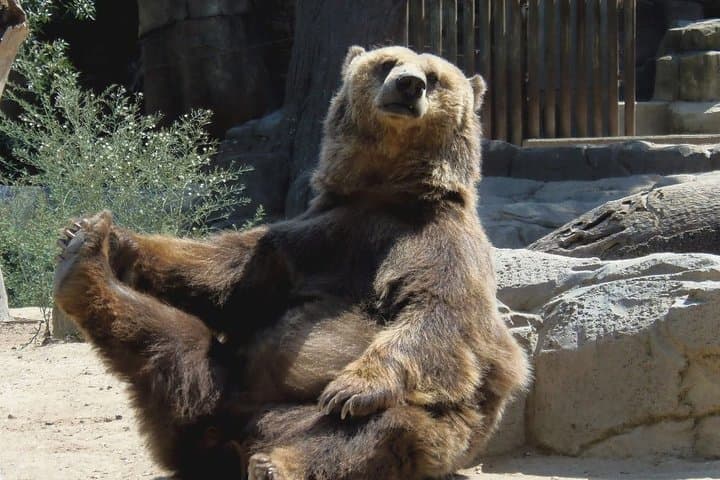 One-Day Transylvania: Bears Sanctuary, Bran Castle & Brasov from Bucharest