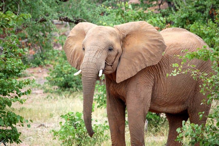 Private Day Safari to Tarangire National Park — Elephants, Baobabs & Game Drives photo 6