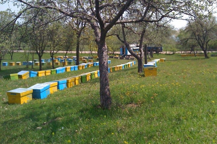 Private Apiary Tour from Bucharest: Bees Adventure in Romania photo 3