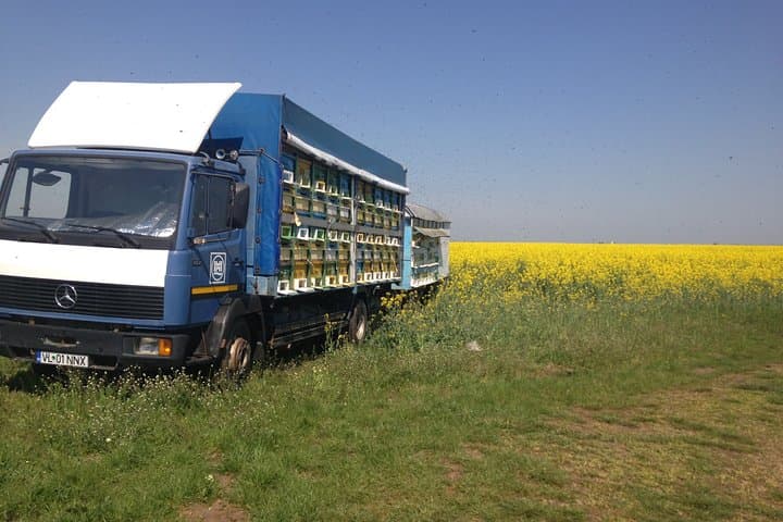 Private Apiary Tour from Bucharest: Bees Adventure in Romania photo 4