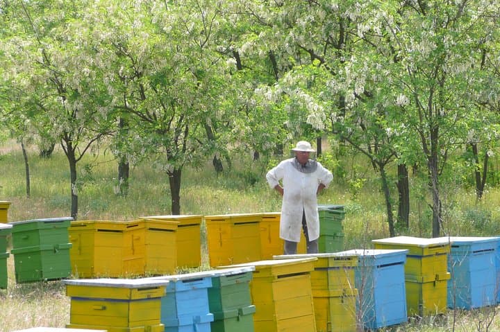 Private Apiary Tour from Bucharest: Bees Adventure in Romania