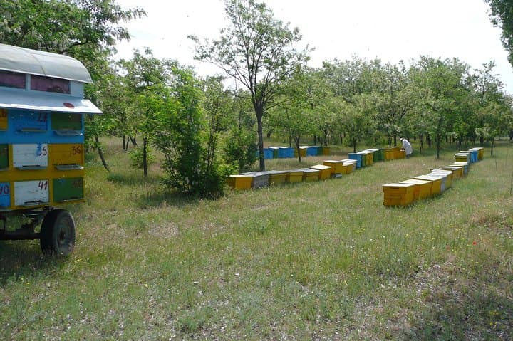 Private Apiary Tour from Bucharest: Bees Adventure in Romania photo 5