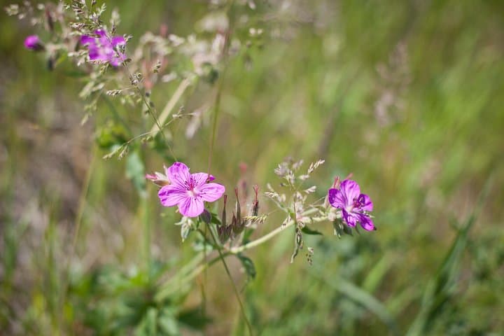 Into the Wild: Semi-Private Wilderness & Wildlife Hike in Kananaskis (3-Hour) photo 2