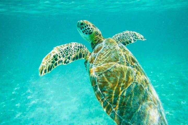 Tulum Ruins and Akumal Turtle Snorkel Express — Day Trip from Cancún