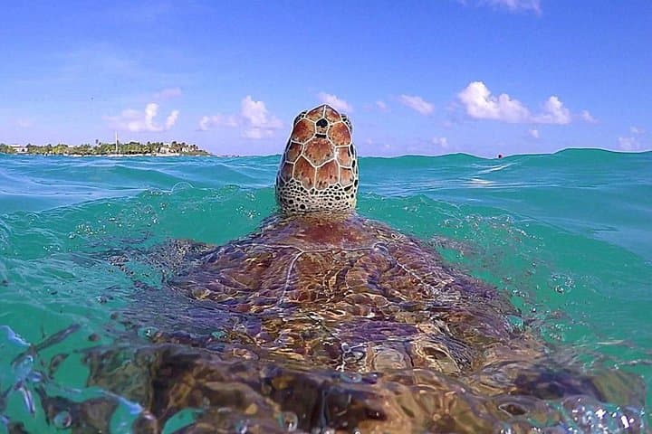 Tulum Ruins and Akumal Turtle Snorkel Express — Day Trip from Cancún photo 2