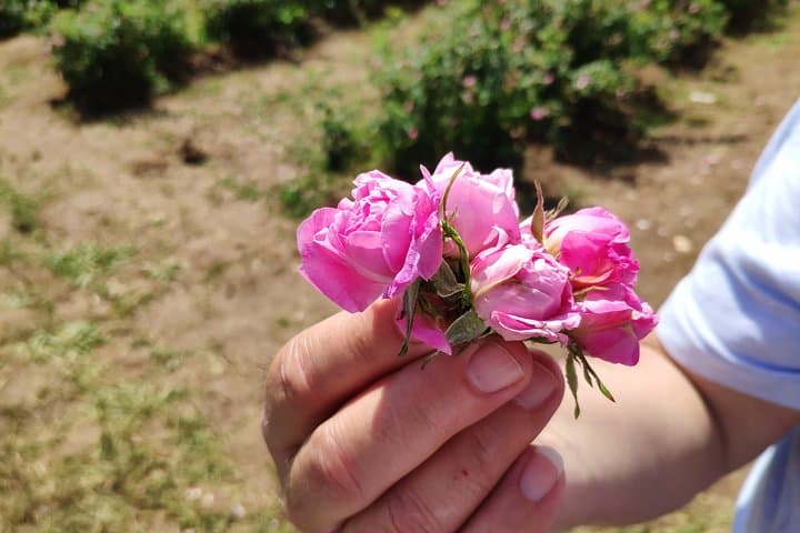 Private Rose Picking in Vrav along the Danube — Guided Rose Oil Experience photo 4