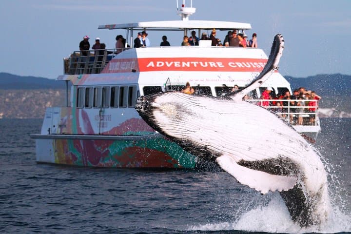 Hervey Bay Whale Watching: Half-Day Amaroo Cruise to See Humpbacks