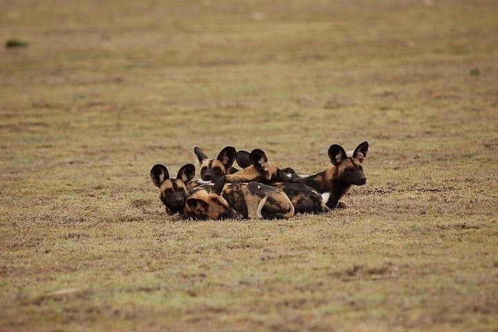 4-Day Selous and Mikumi Safari - Nyerere Wilderness Game-Drive photo 2