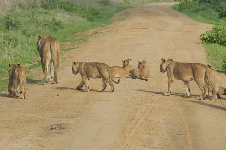 4-Day Selous and Mikumi Safari - Nyerere Wilderness Game-Drive photo 3