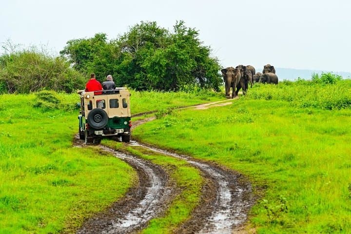 Dambulla Caves and Minneriya Elephant Safari — Day Trip from Kandy