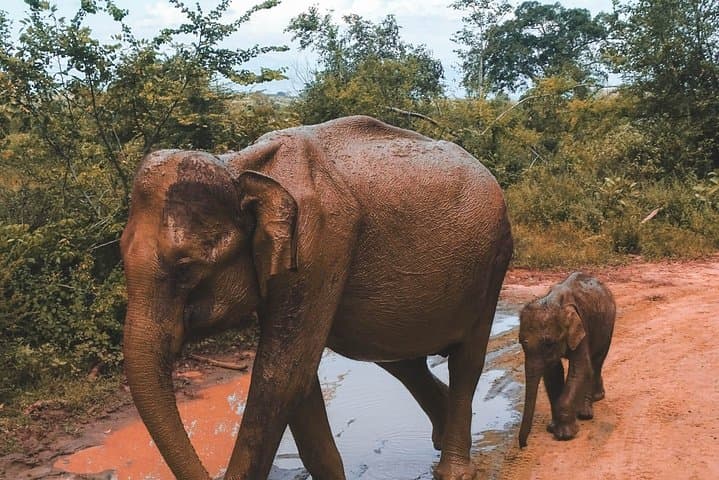 Dambulla Caves and Minneriya Elephant Safari — Day Trip from Kandy photo 4