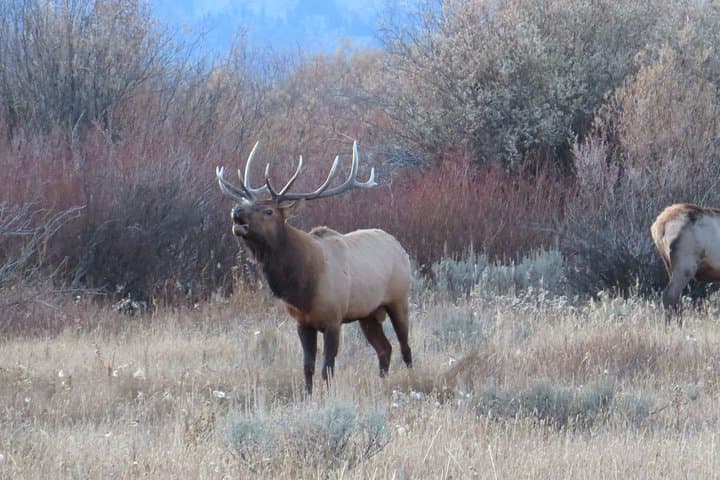 Sunset Wildlife & Iconic Sights: Private Grand Teton Sunset Tour from Jackson Hole photo 2