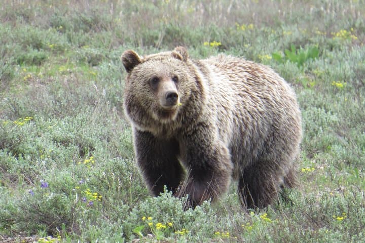 Sunset Wildlife & Iconic Sights: Private Grand Teton Sunset Tour from Jackson Hole photo 4