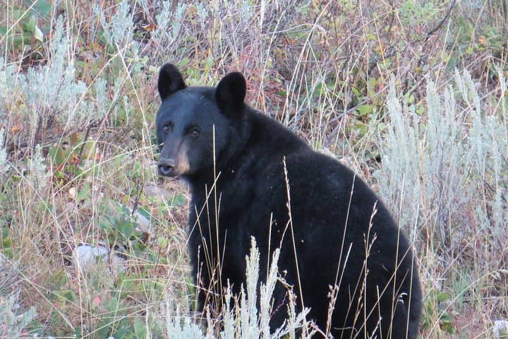 Sunset Wildlife & Iconic Sights: Private Grand Teton Sunset Tour from Jackson Hole photo 6