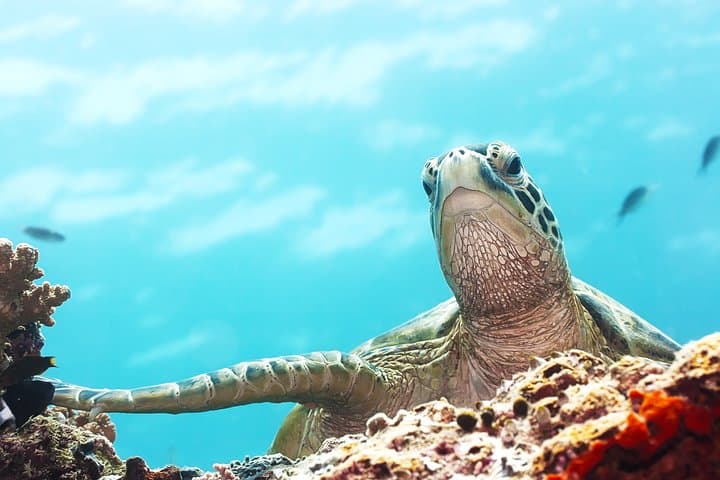Tortuguero National Park 3-Day Turtle Nesting & Canal Adventure photo 2